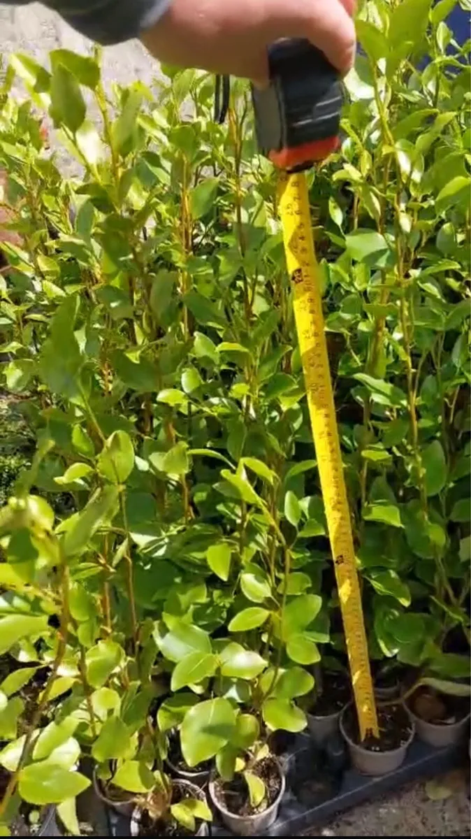 Griselinia hedging - Image 3