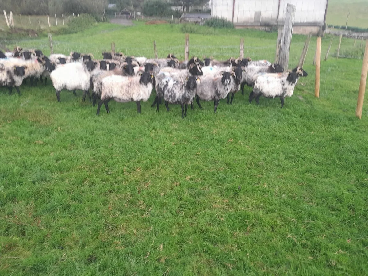 Sheep