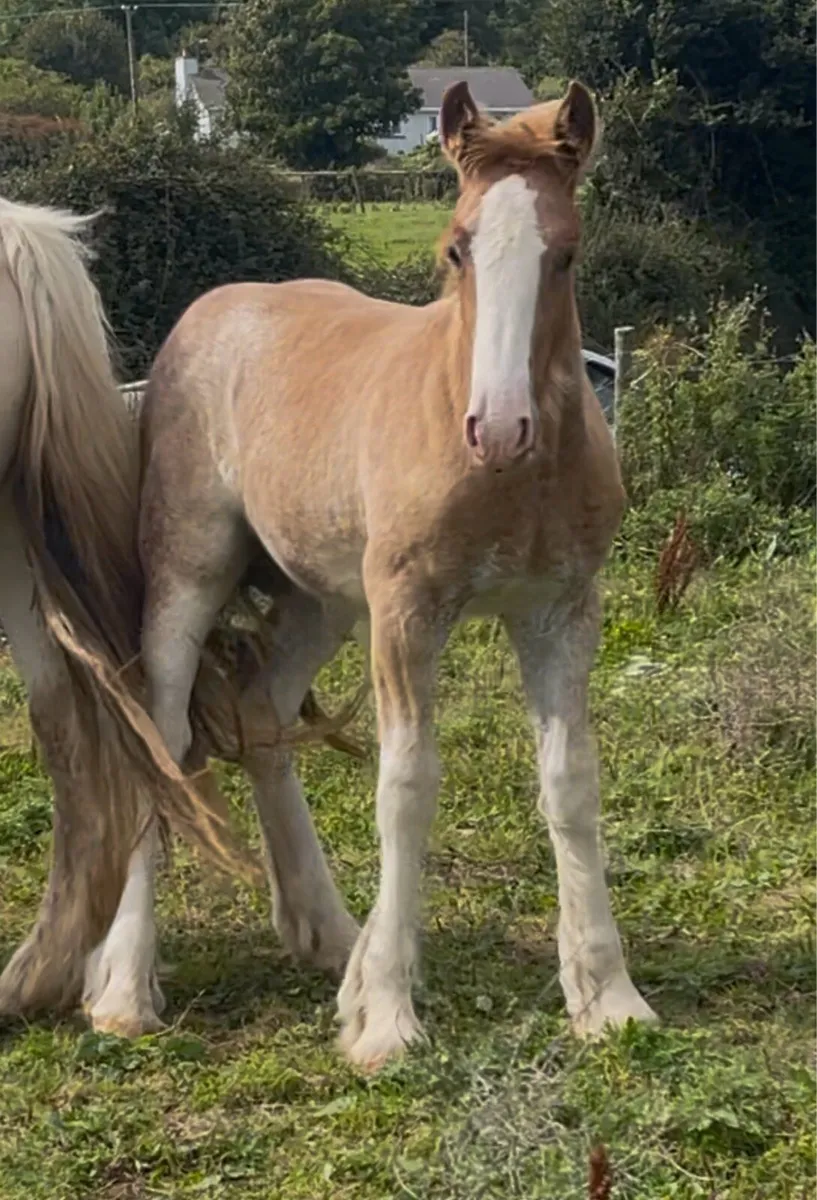 Splashed Filly foal to make 15.1 - Image 2