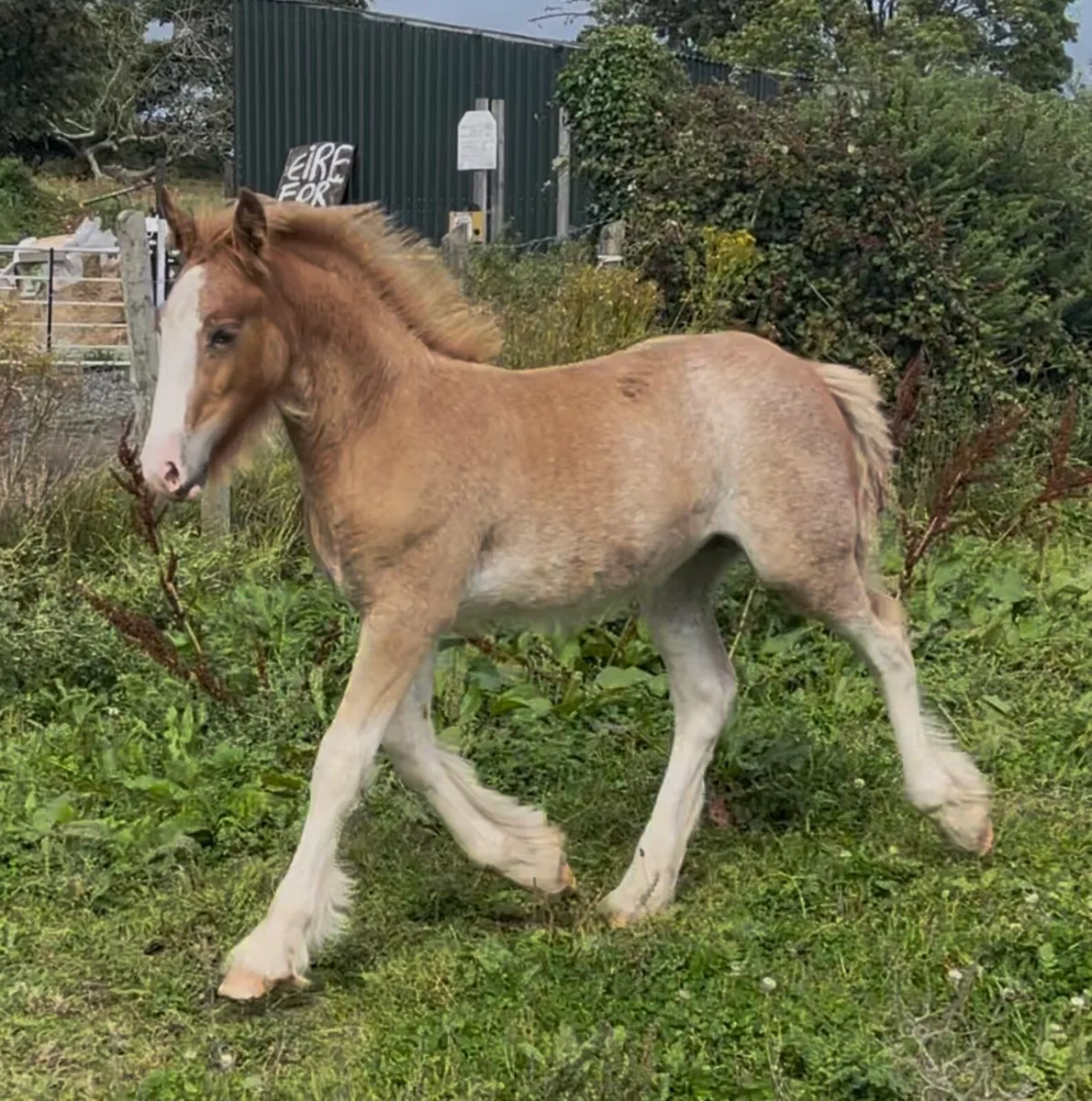 Splashed Filly foal to make 15.1 - Image 3