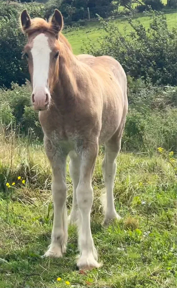 Splashed Filly foal to make 15.1 - Image 4