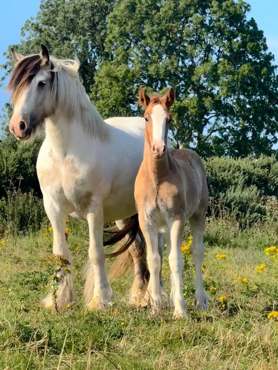 Splashed Filly foal to make 15.1 - Image 1