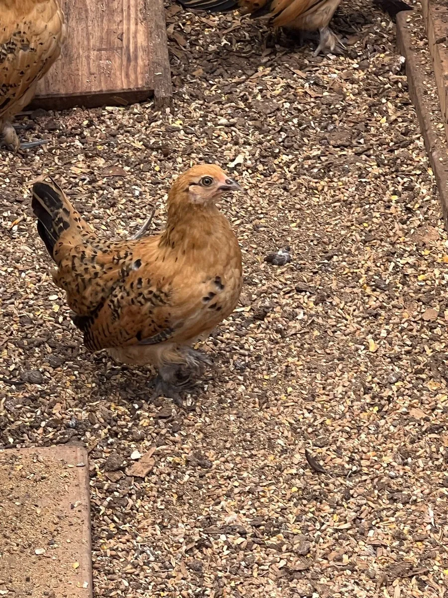 Bantam - Image 1