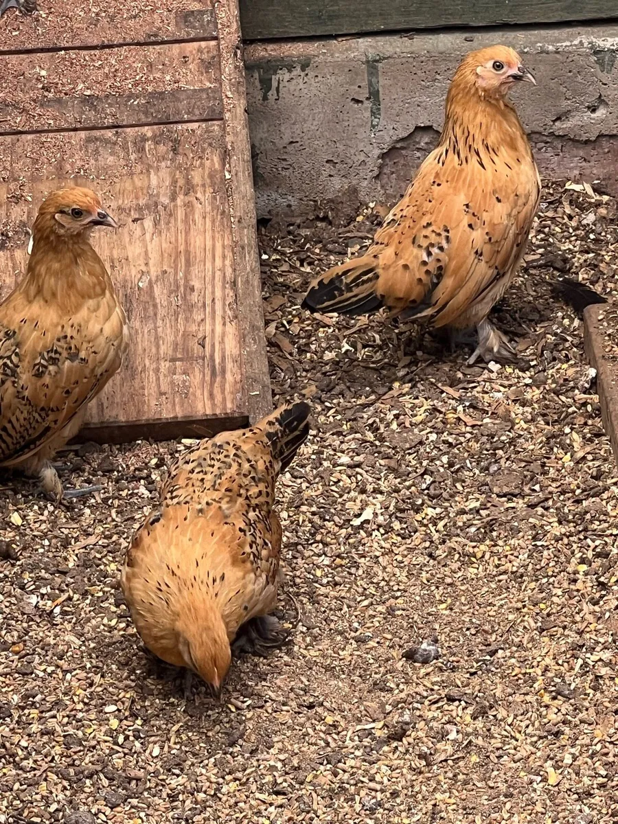 Bantam - Image 2