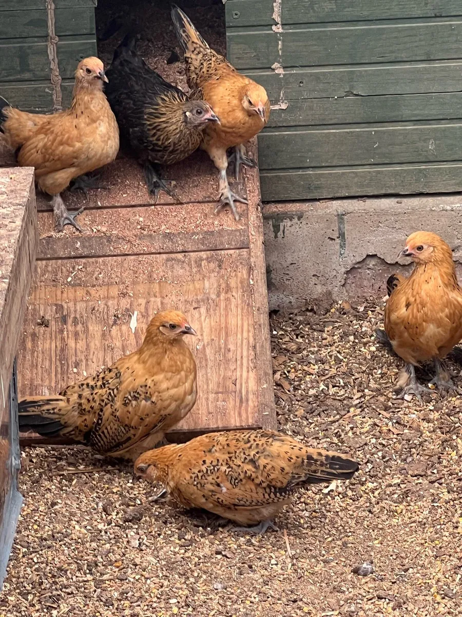 Bantam - Image 3
