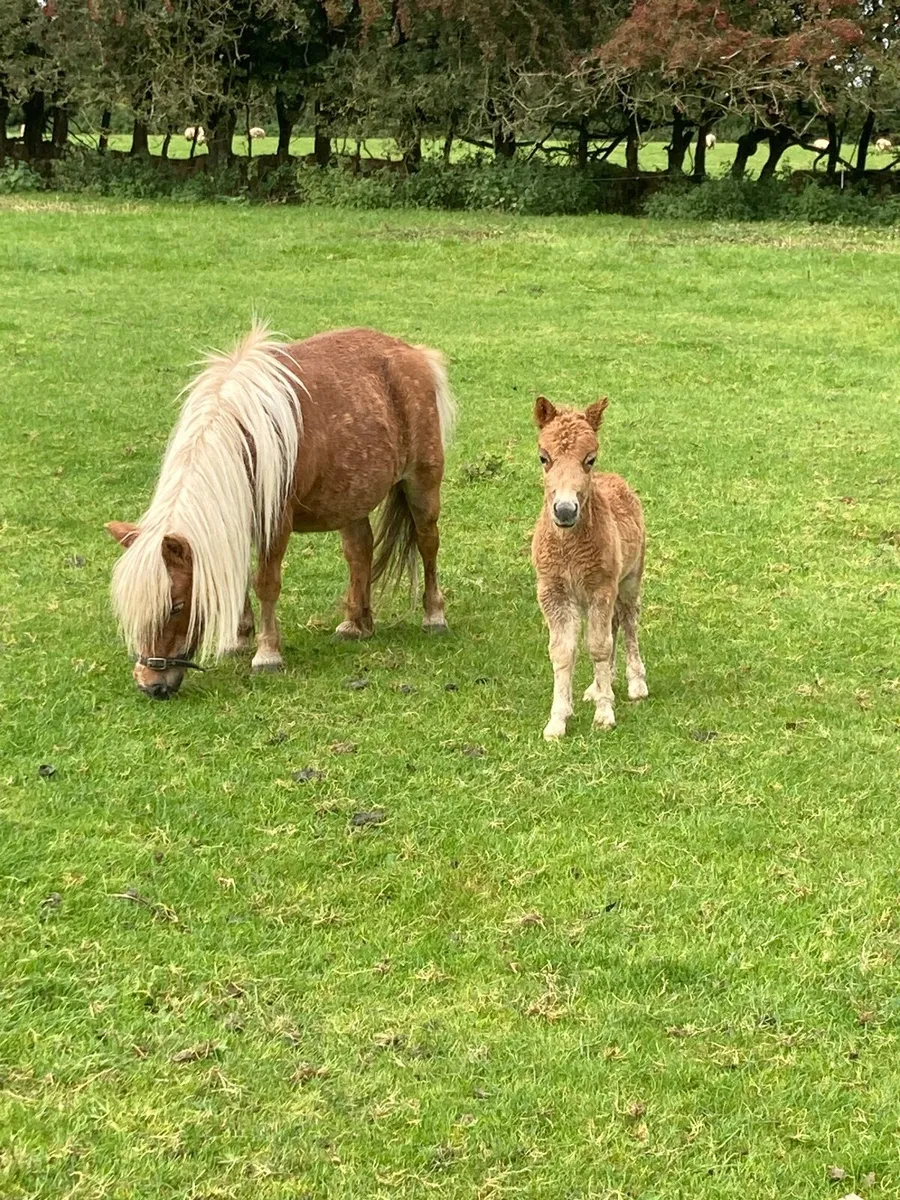 Falabella mare and foal