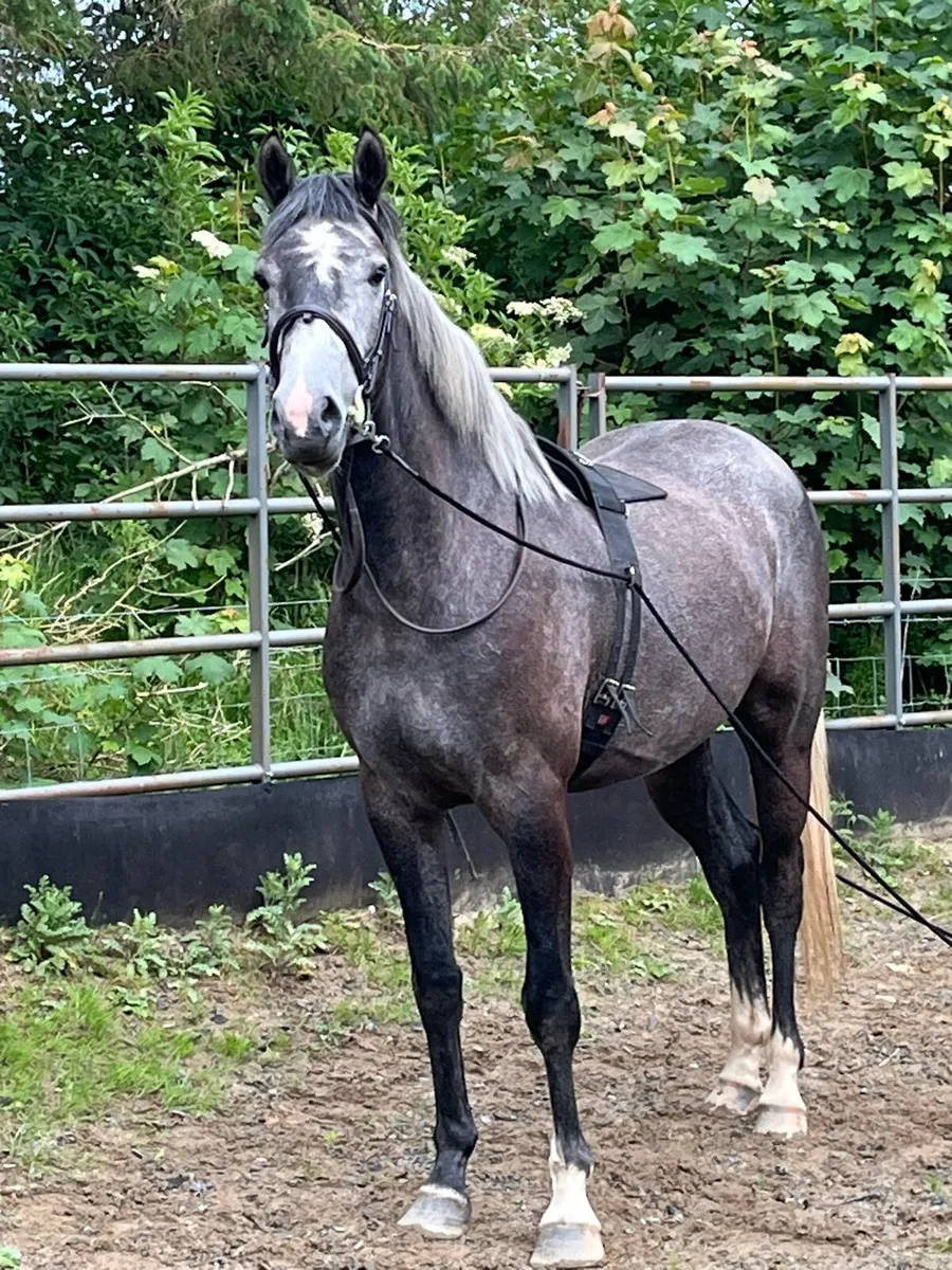 horses sport horses - Image 1