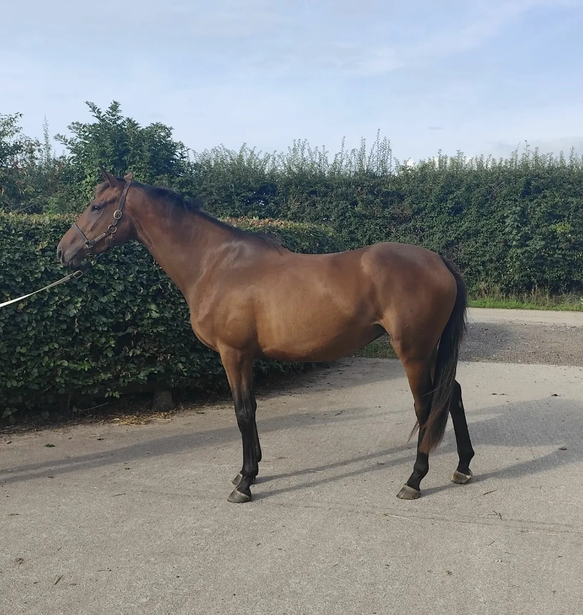 Thoroughbred 3 year old Filly for sale - Image 1