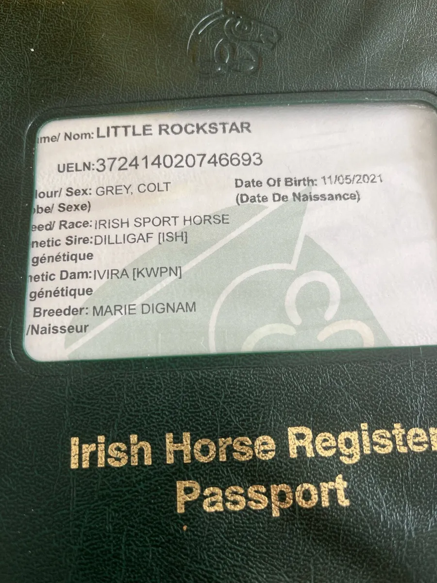 horses sport horses - Image 2