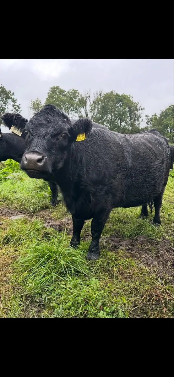 Short legged Dexter heifer - Image 2