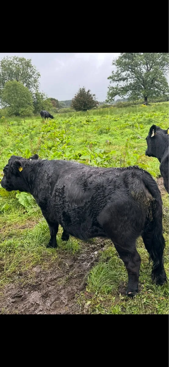 Short legged Dexter heifer - Image 3