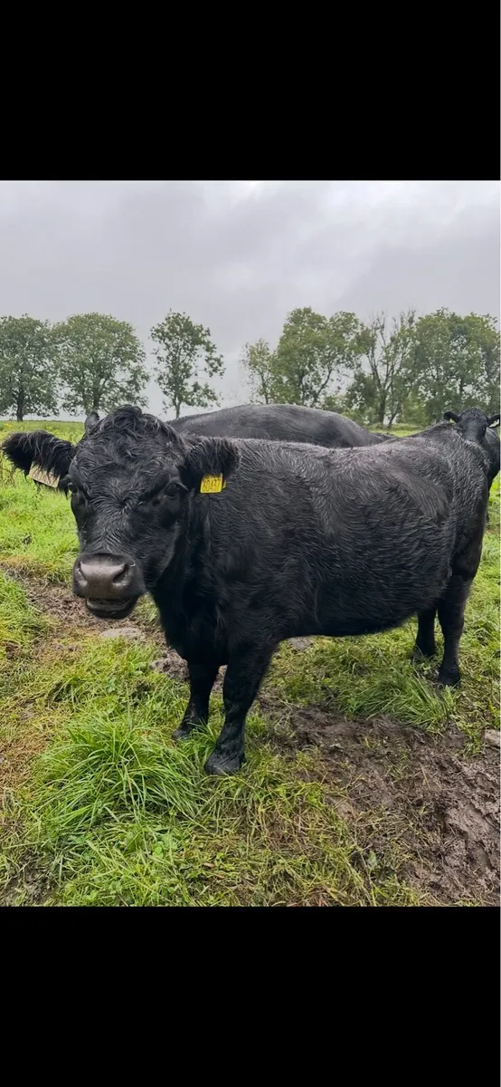 Short legged Dexter heifer - Image 4