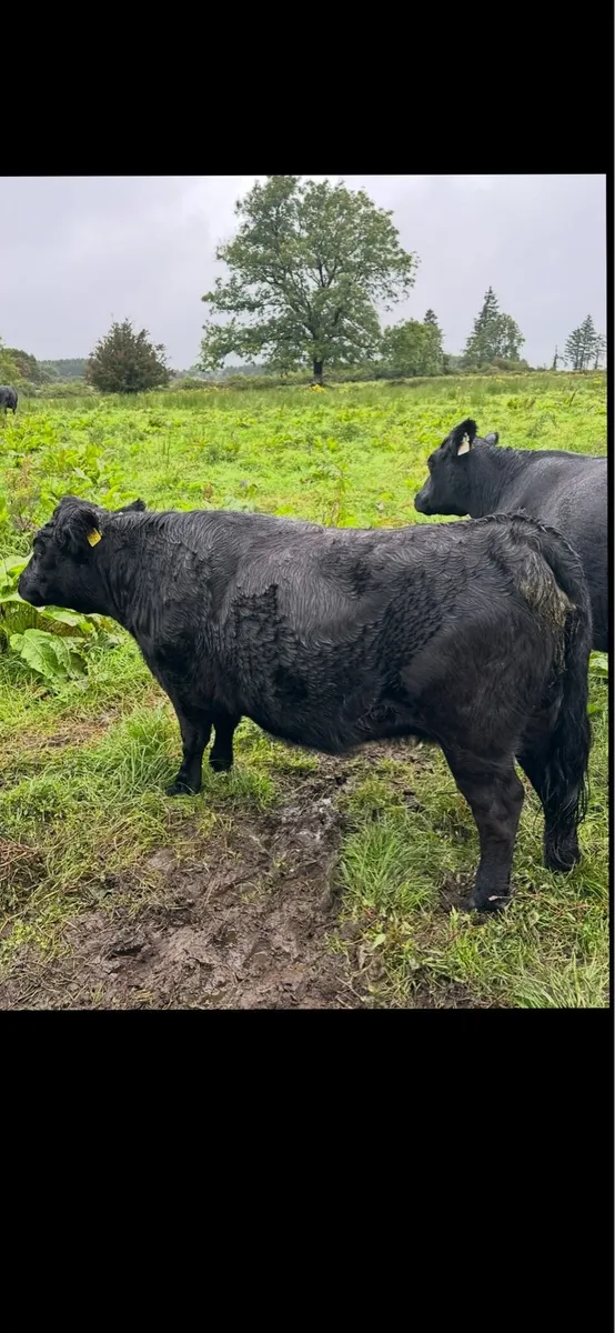 Short legged Dexter heifer - Image 1
