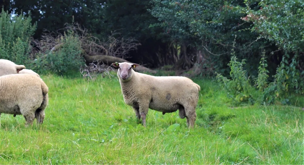 Charollais rams - Image 2