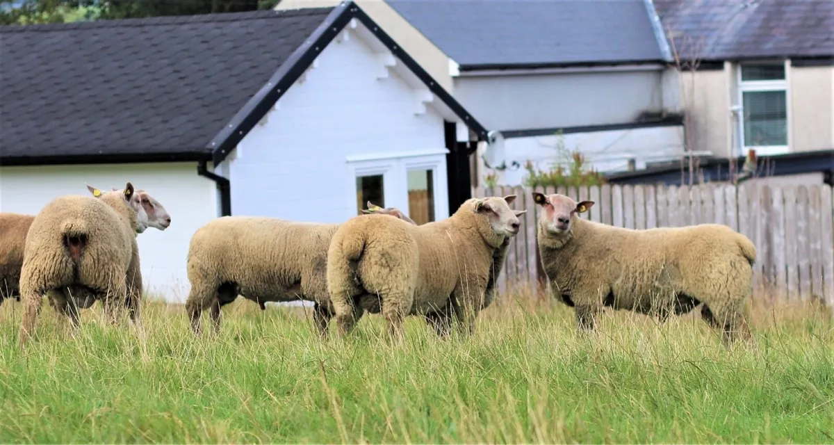Charollais rams - Image 3