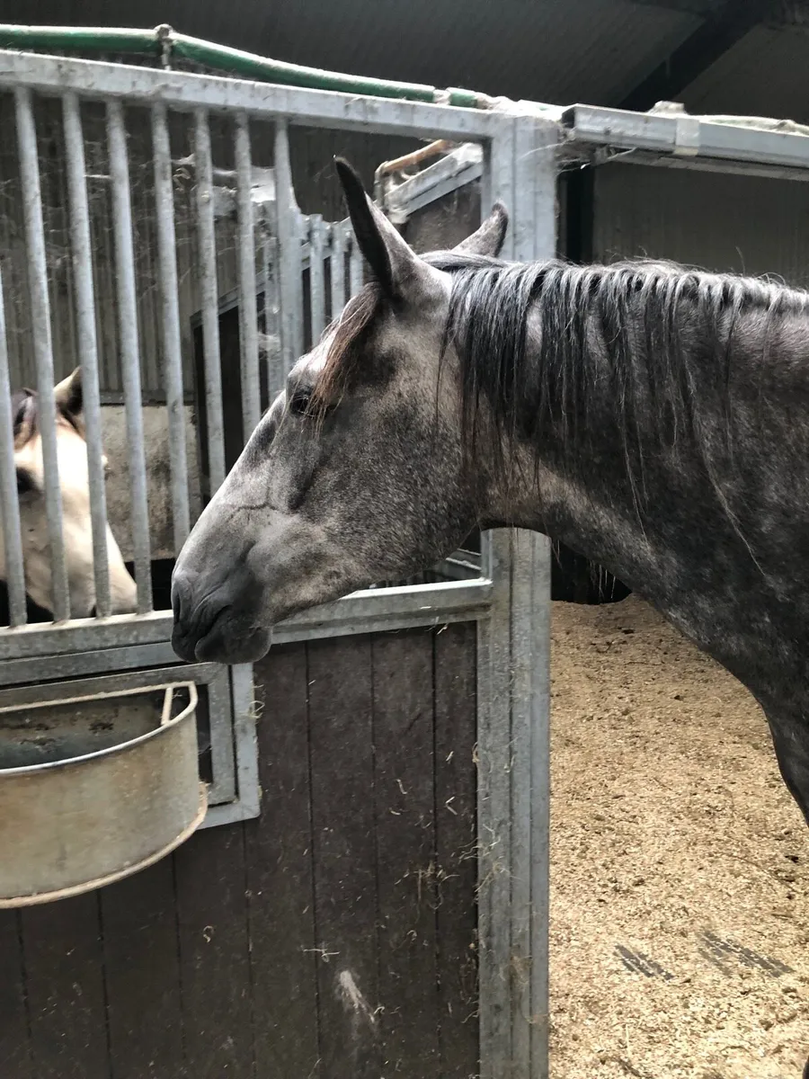 Irish Draught 3 yr old - Image 2