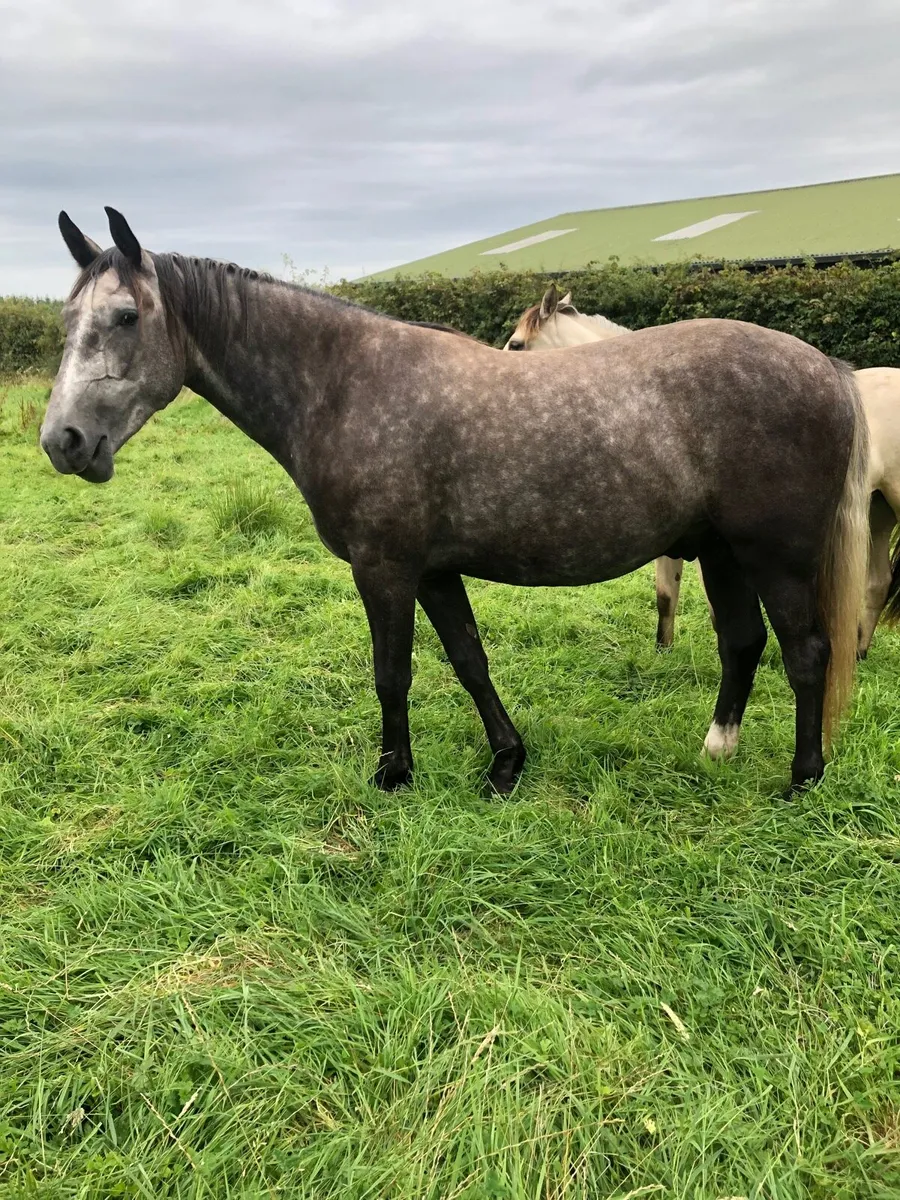 Irish Draught 3 yr old - Image 3