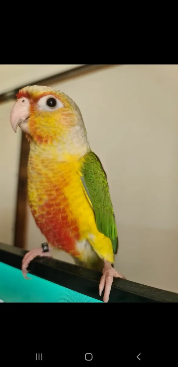 Pineapple conure (parrot) - Image 1