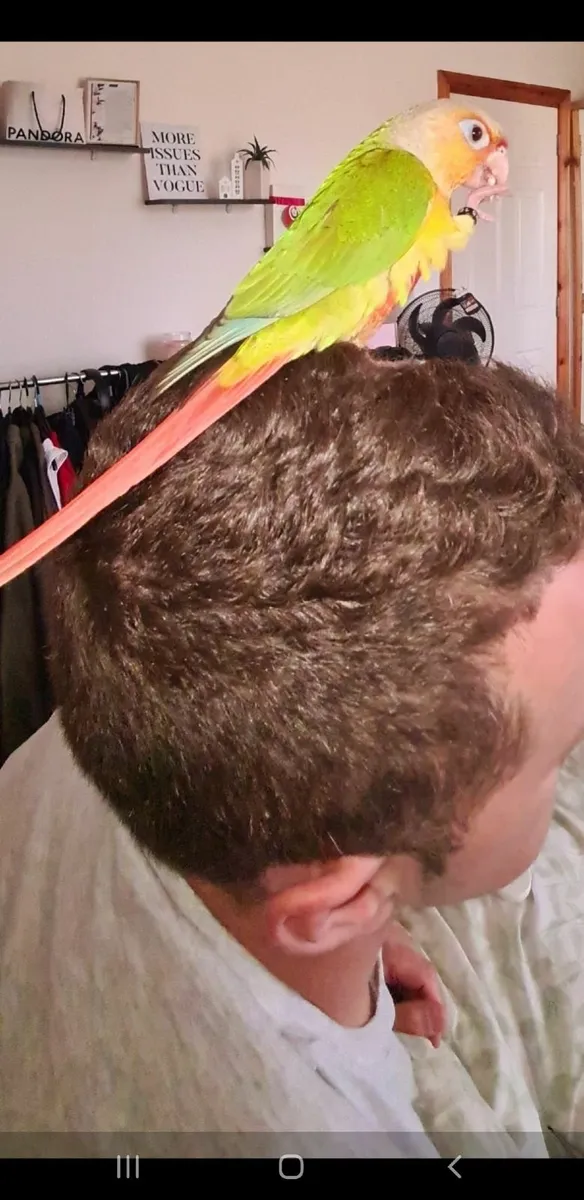 Pineapple conure (parrot) - Image 2