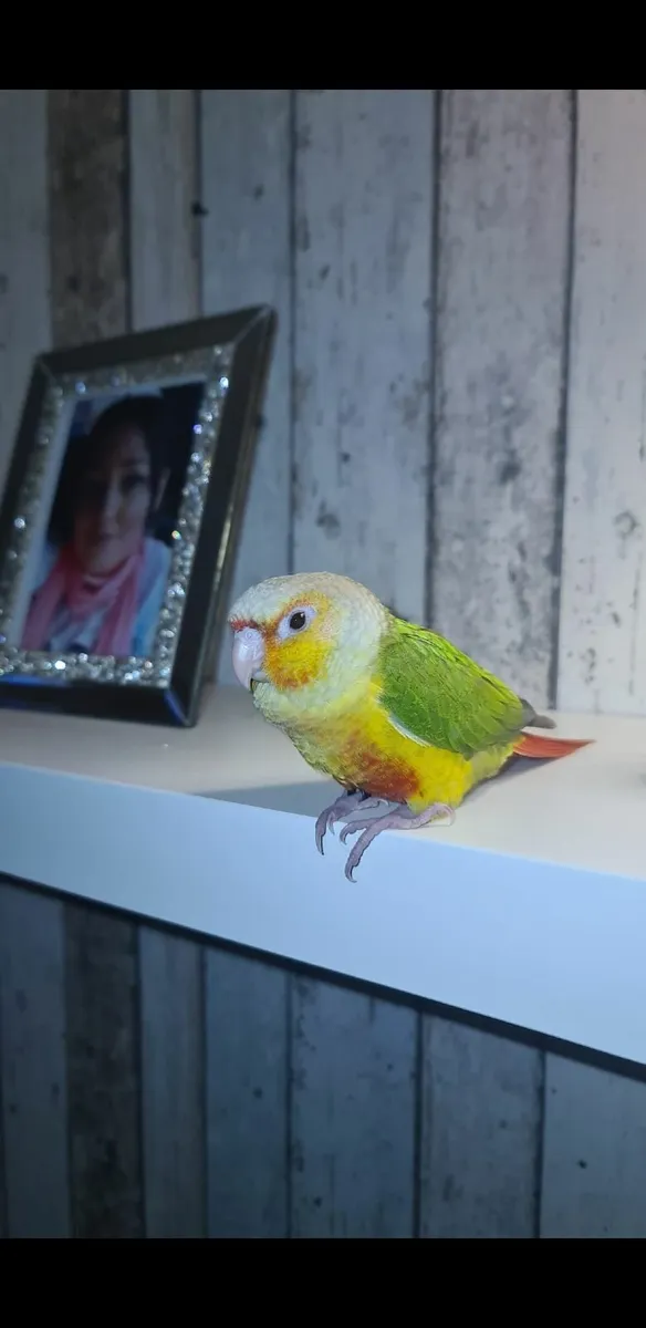 Pineapple conure (parrot) - Image 3