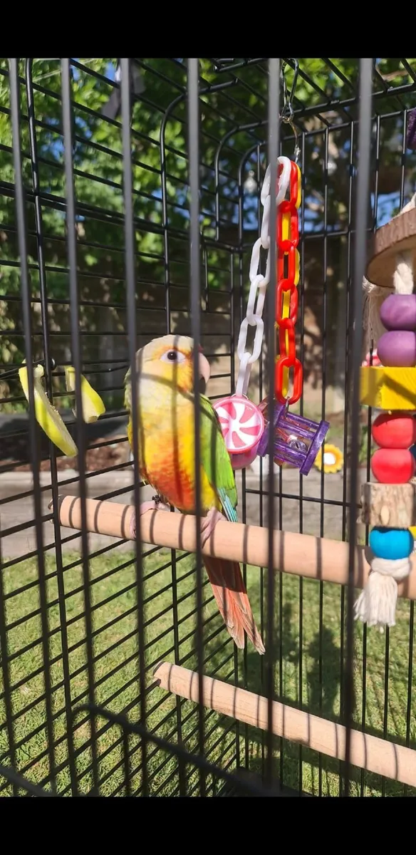 Pineapple conure (parrot) - Image 4