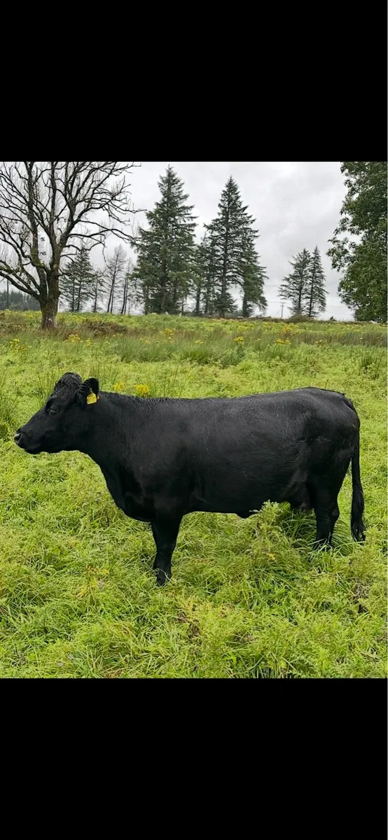 In-calf Dexter cows and heifer - Image 2