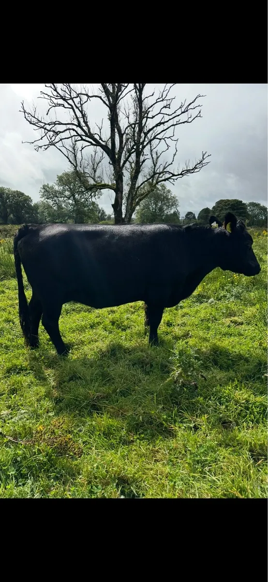 In-calf Dexter cows and heifer - Image 3