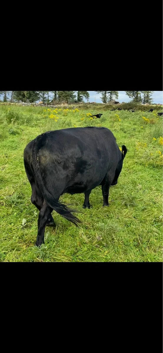 In-calf Dexter cows and heifer - Image 4
