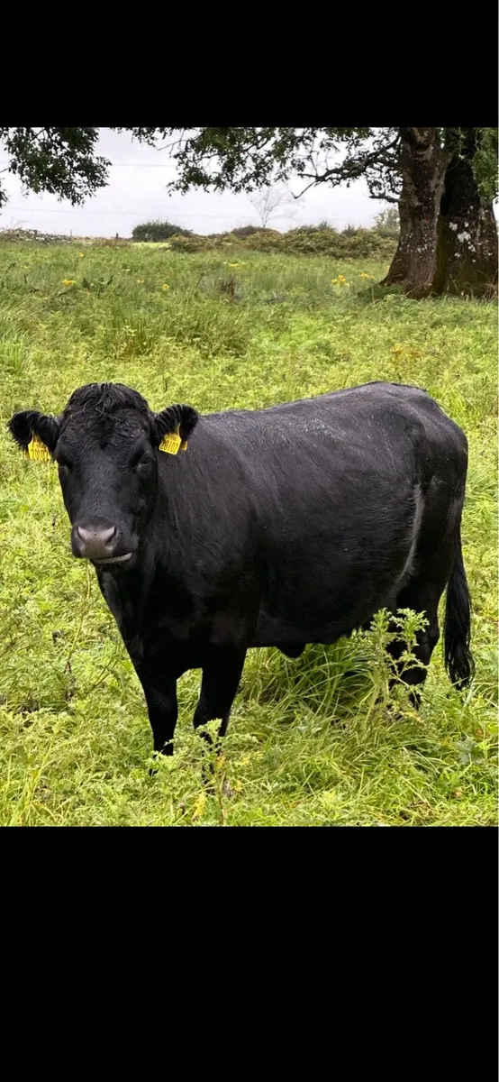 In-calf Dexter cows and heifer - Image 1