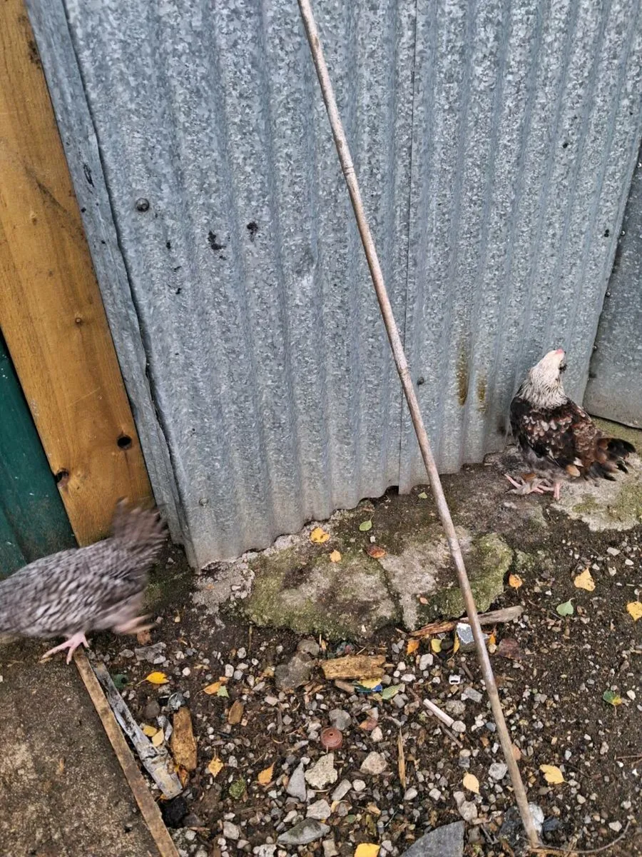 Roosters - Image 2
