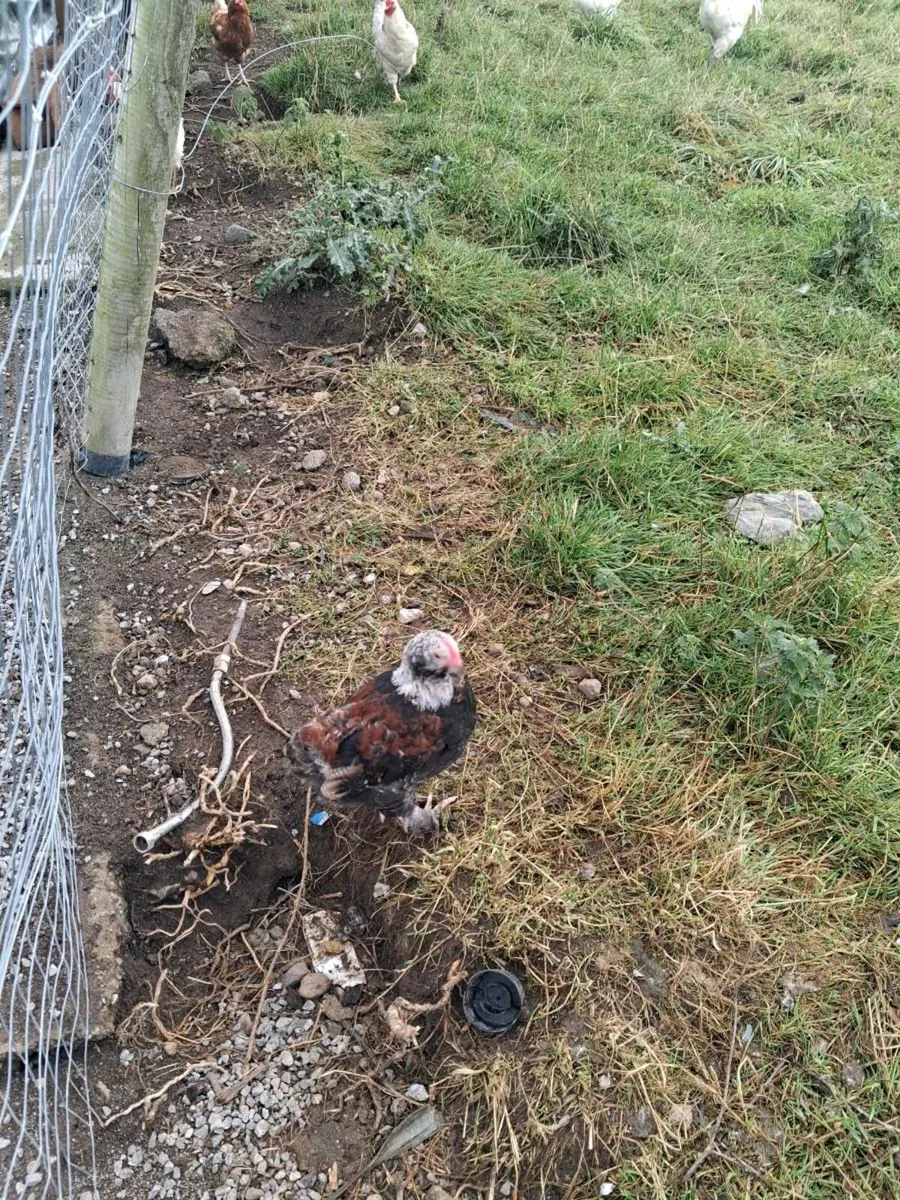 Roosters - Image 3