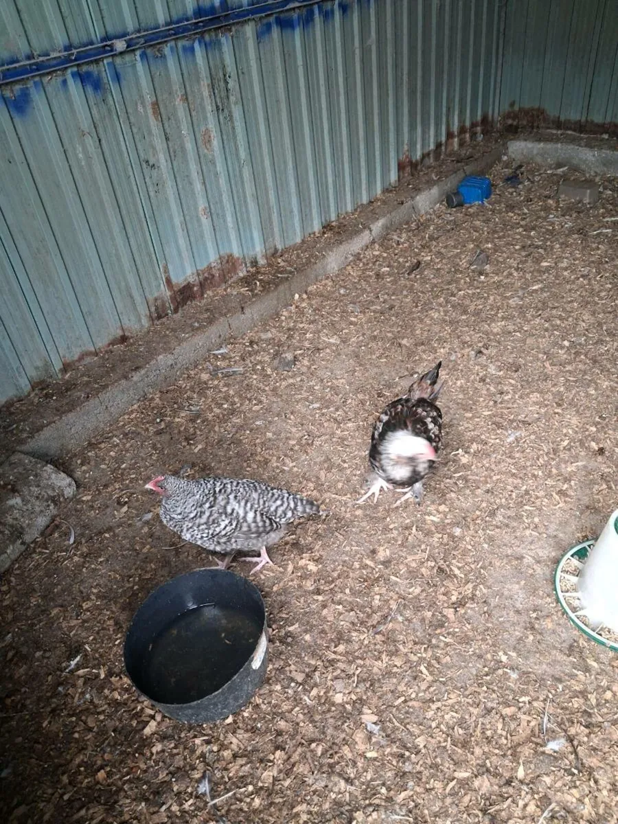 Roosters - Image 4