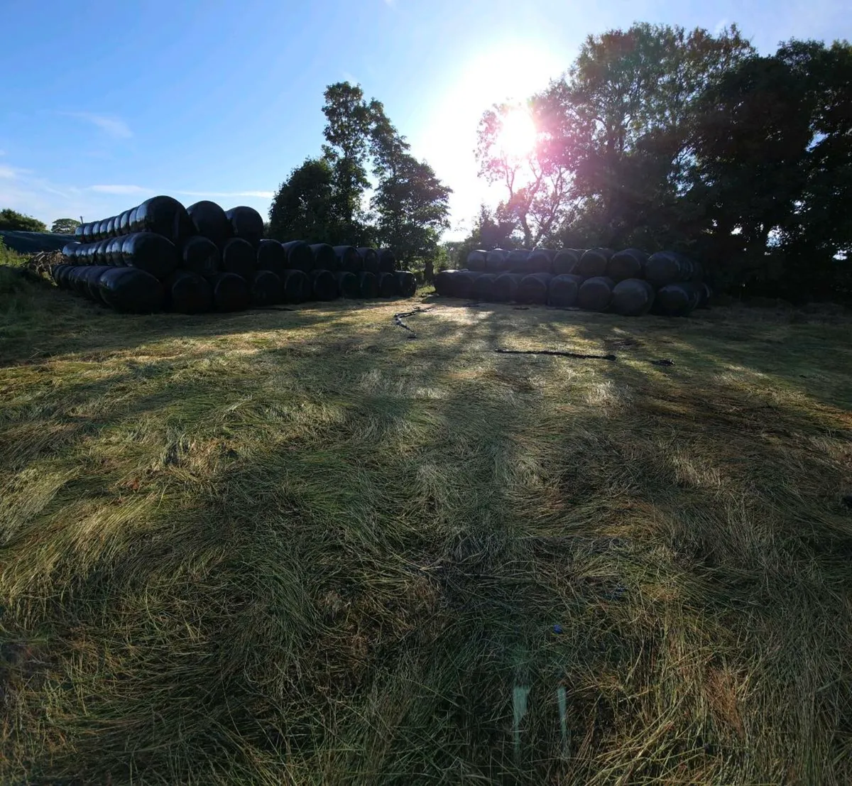 SILAGE AND HAYLAGE - Image 1