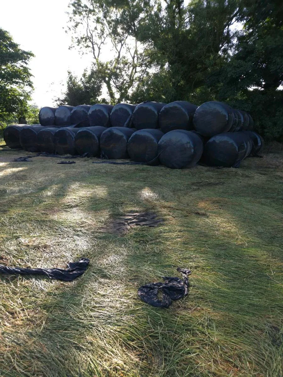 SILAGE AND HAYLAGE - Image 2