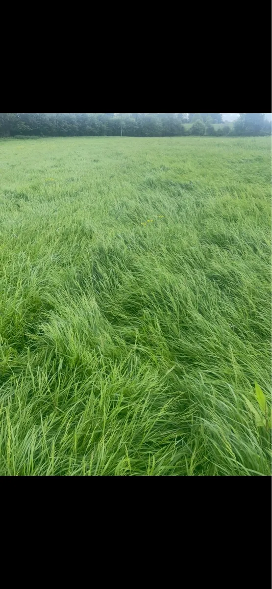 Top quality aftergrass meadow