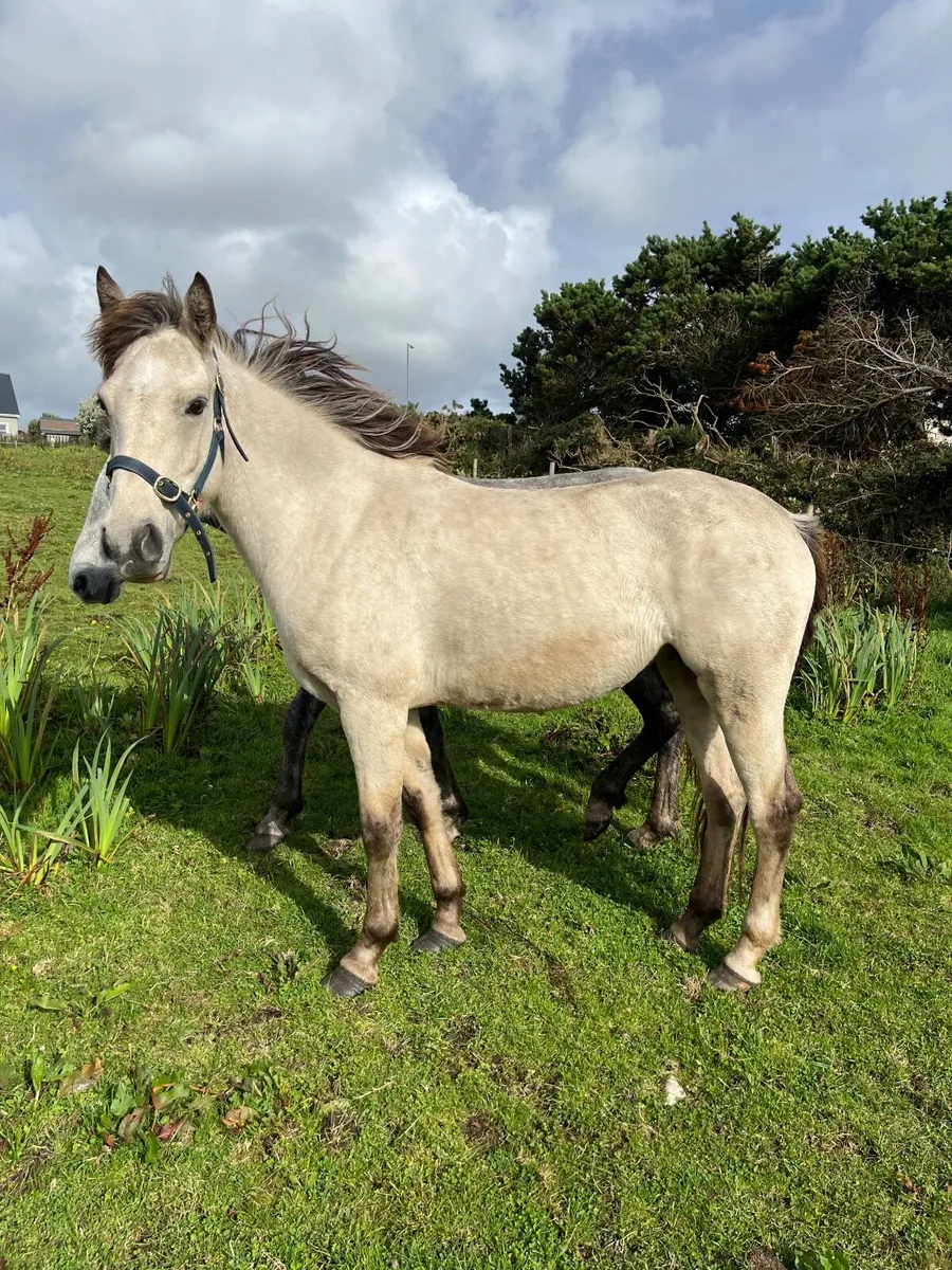 Connemara - Image 3