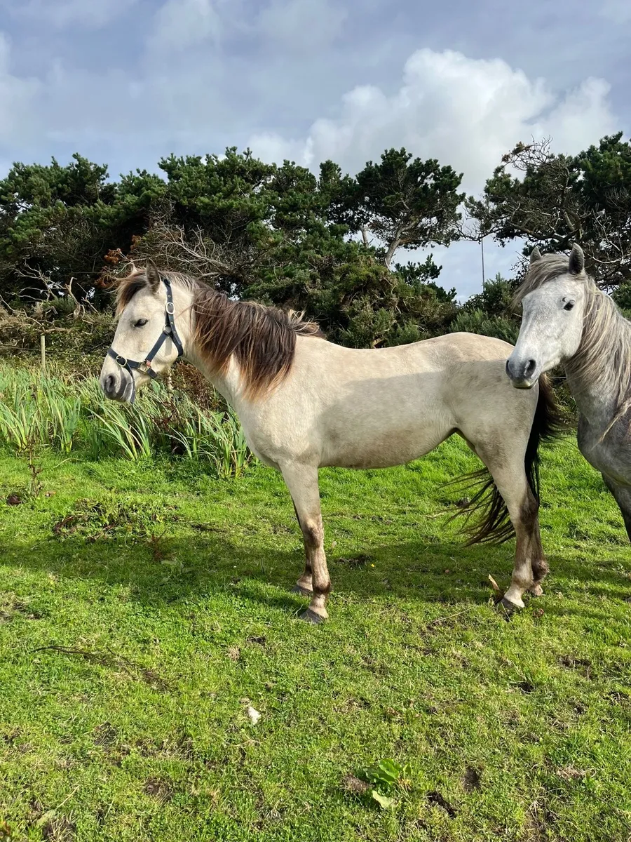 Connemara - Image 4