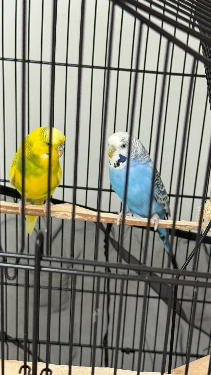 Budgies with cage - Image 1