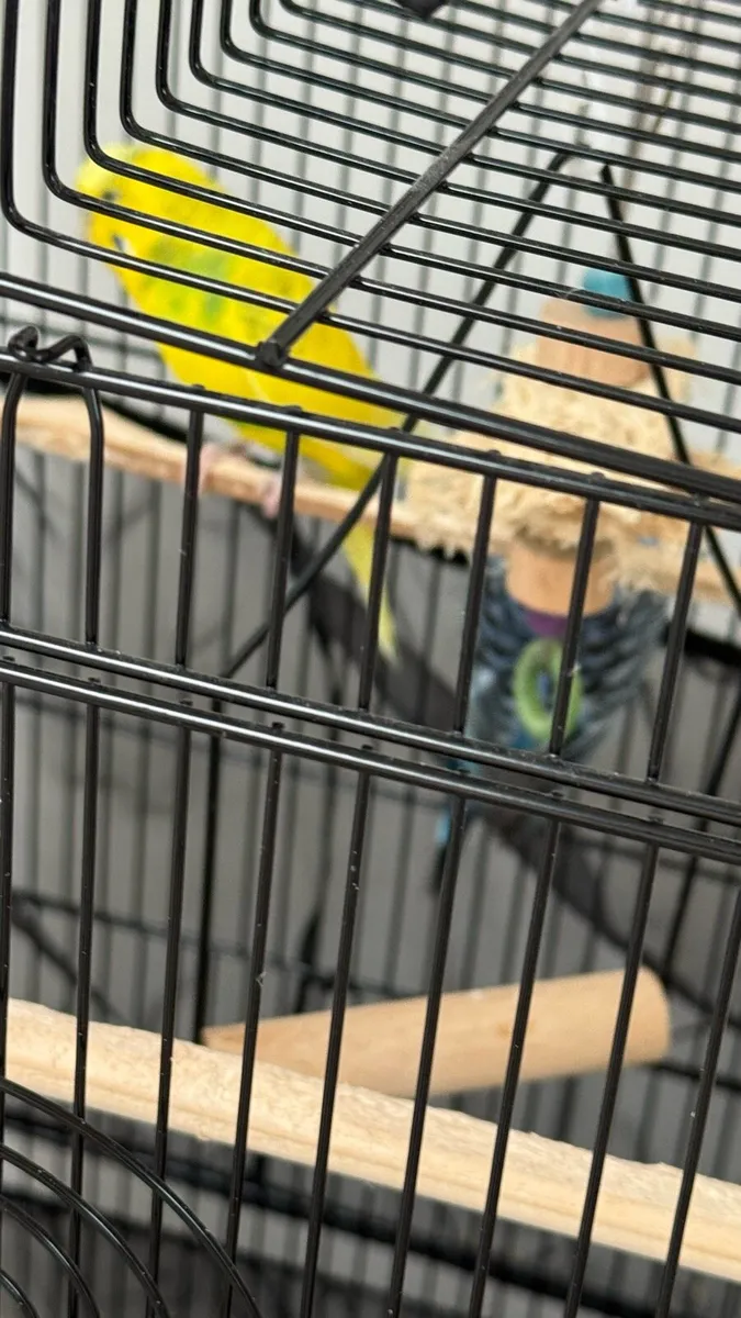 Budgies with cage - Image 2