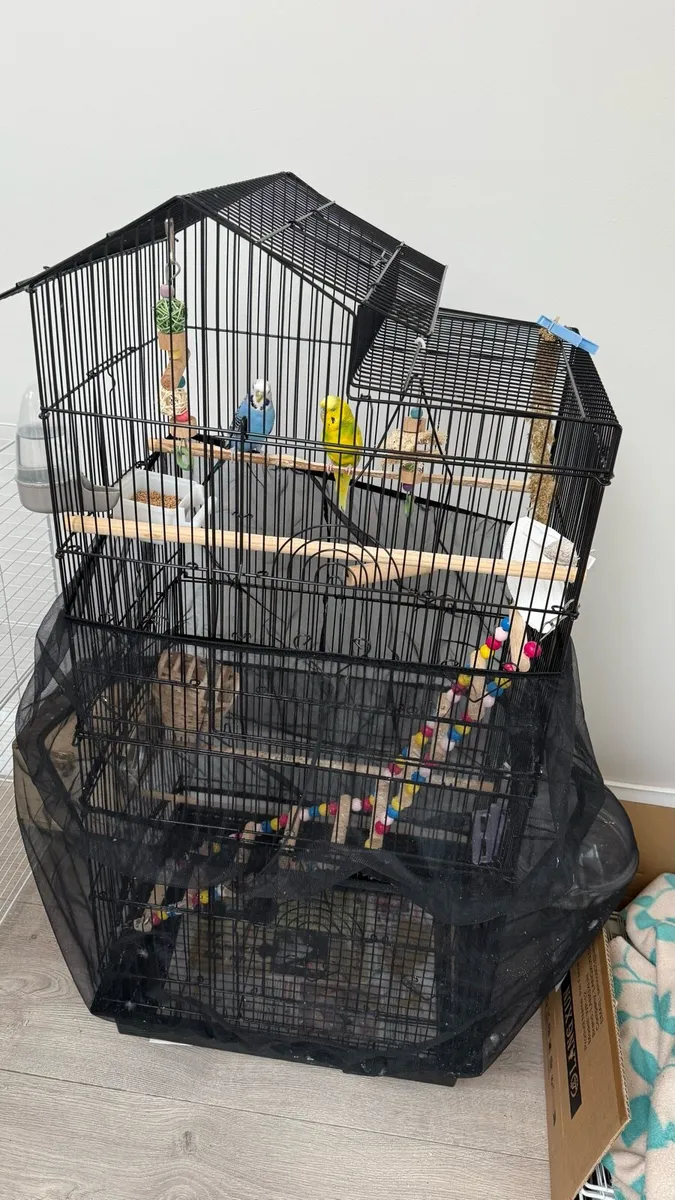 Budgies with cage - Image 3