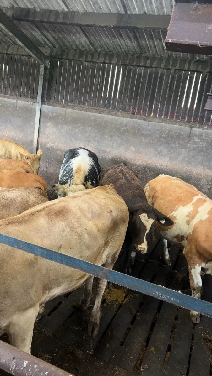Store heifers - Image 1