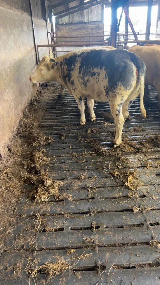 Store heifers - Image 2
