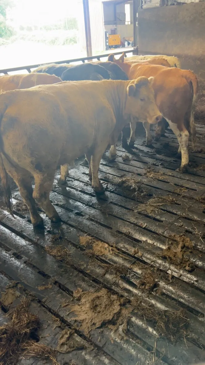 Store heifers - Image 3