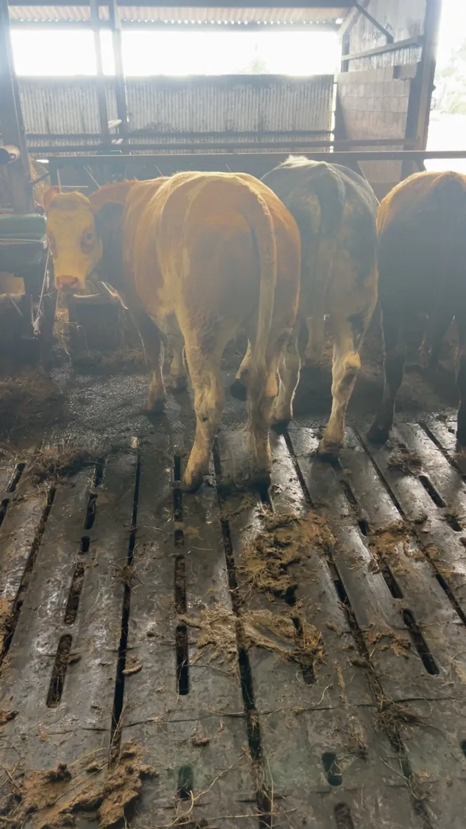 Store heifers - Image 4