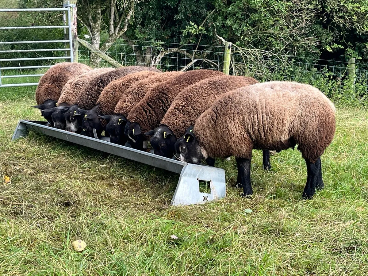 Sis approved Blue Texel ram lambs - Image 1