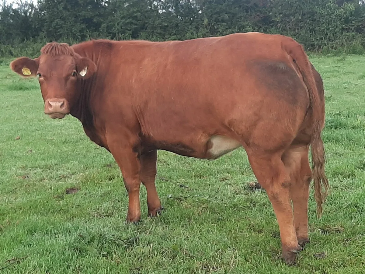 Gortatlea Thurs 4 Sept Lot 370 - Image 1