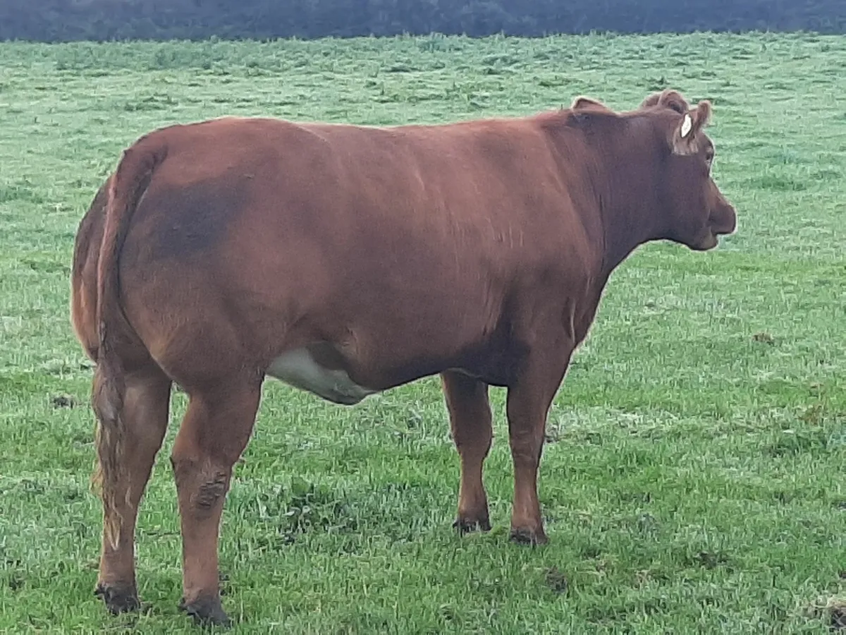 Gortatlea Thurs 4 Sept Lot 370 - Image 2