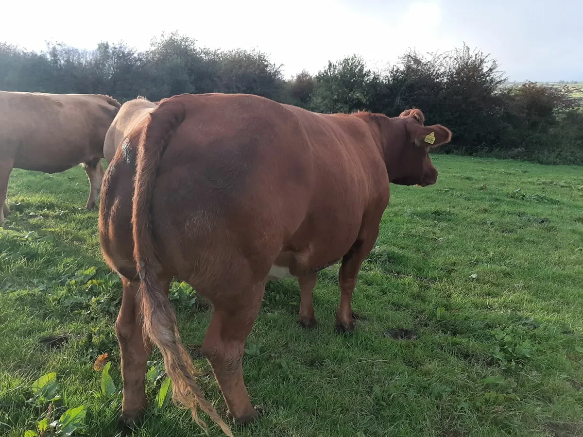 Gortatlea Thurs 4 Sept Lot 370 - Image 3