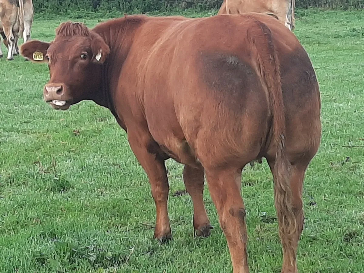 Gortatlea Thurs 4 Sept Lot 370 - Image 4
