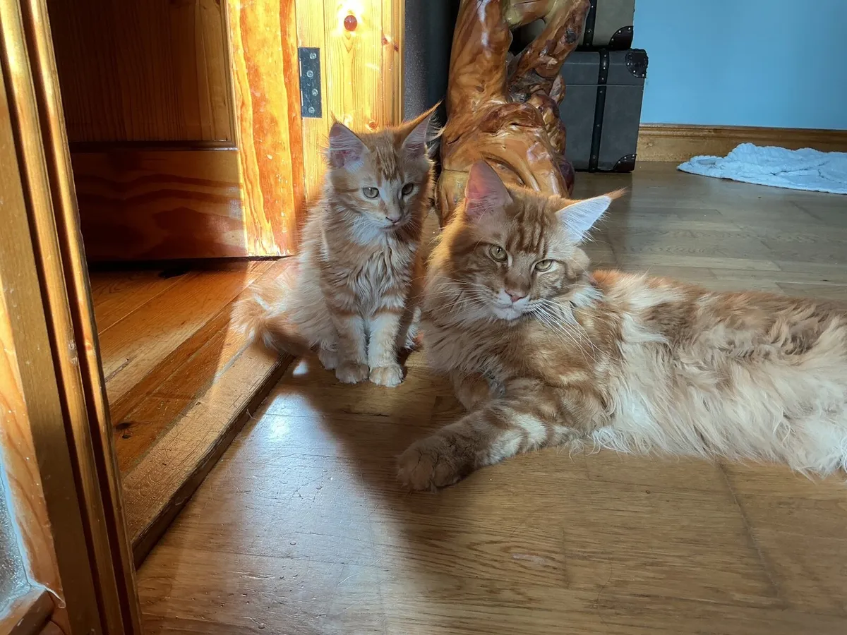 Maine Coon Kittens - Image 1